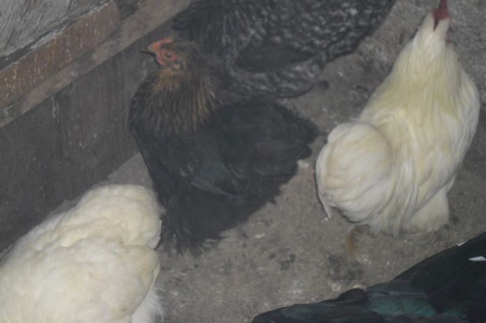 SAM_1876 - cochinchina pitic