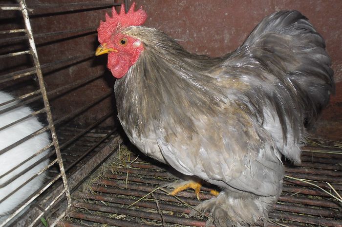 SAM_1878 - cochinchina pitic