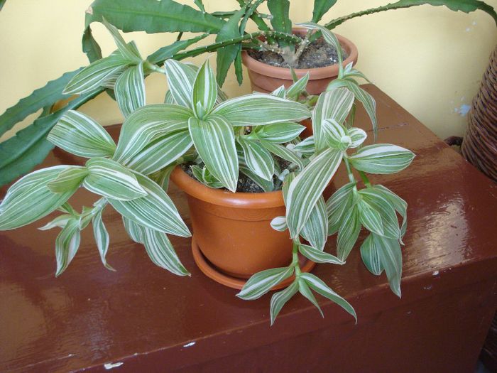tradescantia fluminensis (albiflora)  (1)