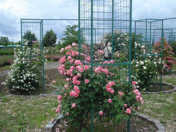 DSC04444 - rozariul Eutopia Gardens