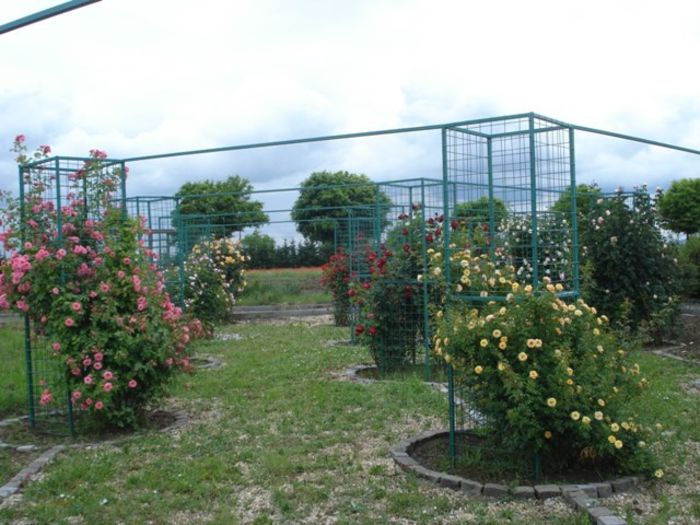 DSC04448 - rozariul Eutopia Gardens