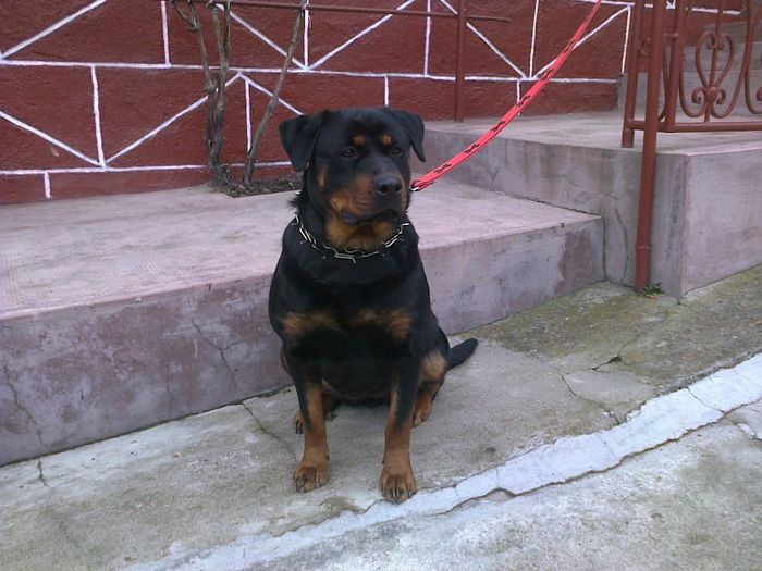 HERRA - Despre rasa rottweiler