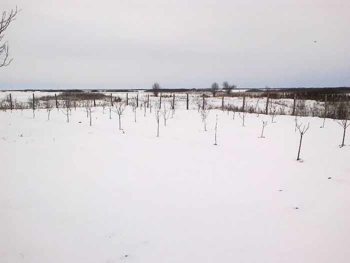 iarna 2012 - Livada