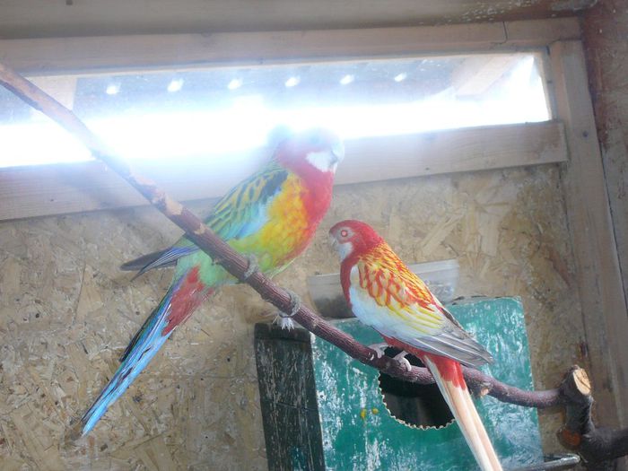 P1070613 - papagali-rossela nimfe agapornis perusi cantatori canari