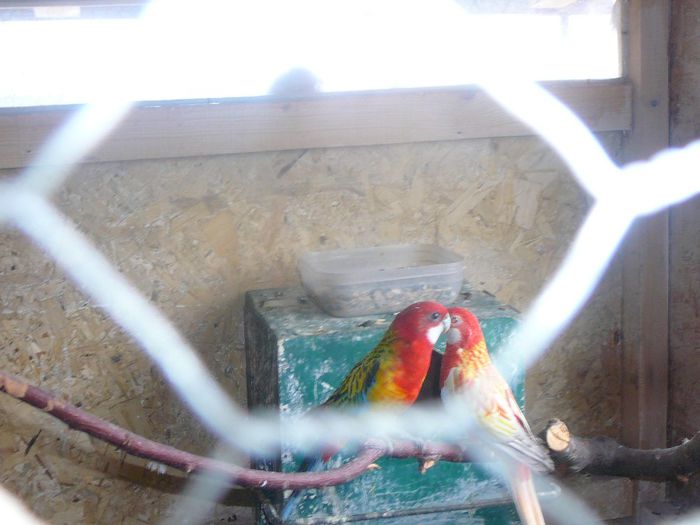 P1070614 - papagali-rossela nimfe agapornis perusi cantatori canari