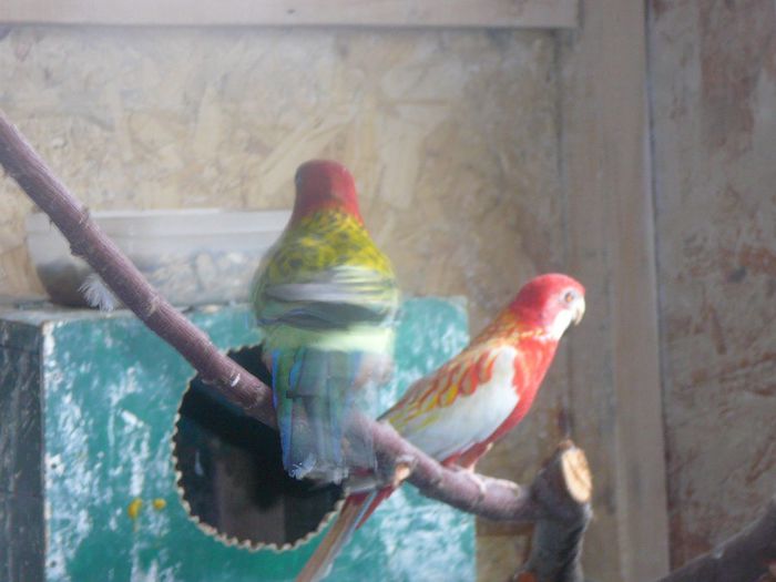P1070615 - papagali-rossela nimfe agapornis perusi cantatori canari