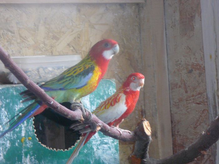 P1070616 - papagali-rossela nimfe agapornis perusi cantatori canari