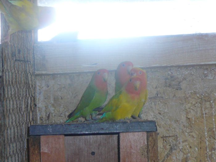 P1070617 - papagali-rossela nimfe agapornis perusi cantatori canari