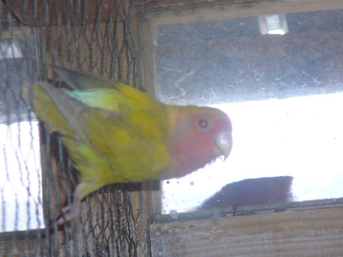 P1070618 - papagali-rossela nimfe agapornis perusi cantatori canari