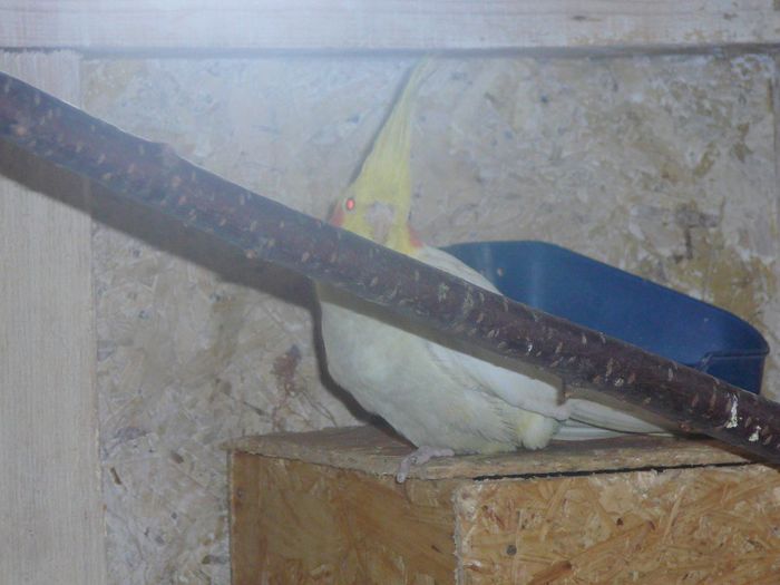 P1070619 - papagali-rossela nimfe agapornis perusi cantatori canari