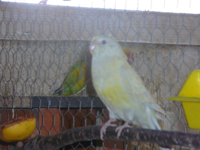 P1070620 - papagali-rossela nimfe agapornis perusi cantatori canari