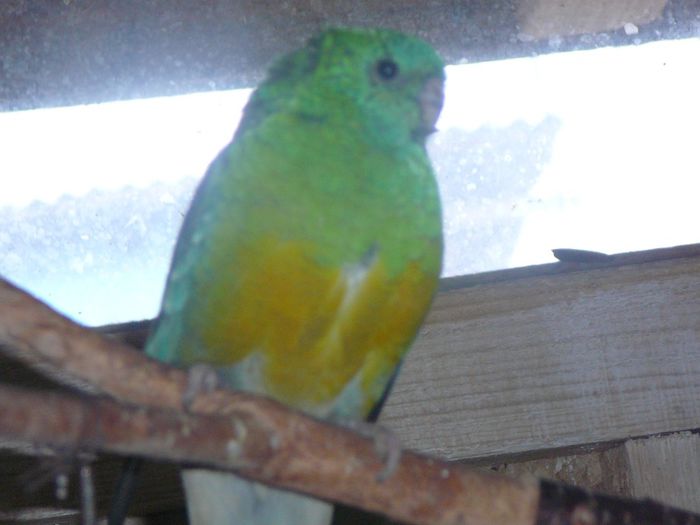 P1070621 - papagali-rossela nimfe agapornis perusi cantatori canari
