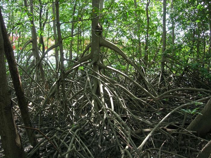 Rhizophora_mangle - a-alte seminte rare