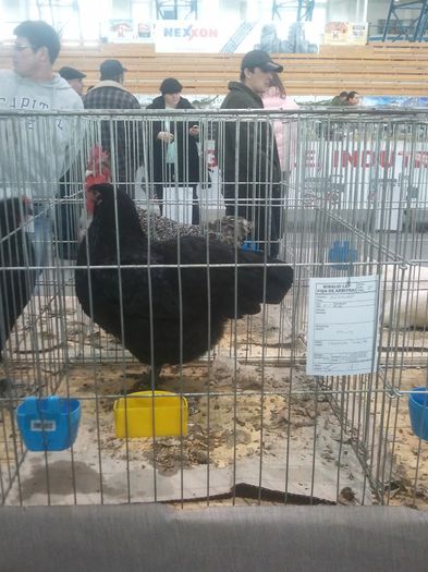 Expo Tg Secuiesc 2014