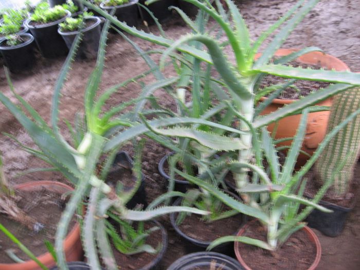 aloe 009