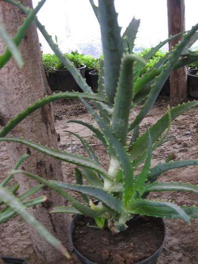 aloe 010 - cactusi