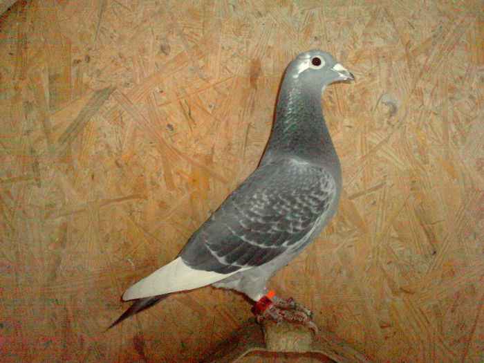 RO 2010 AARDEN= MAMA ASU