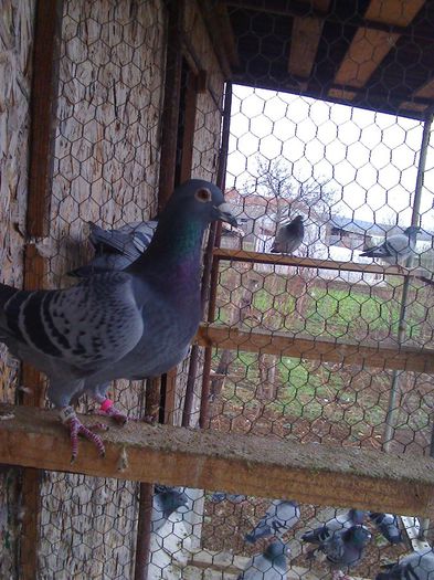 campionul; locul 1as ,locul2 demifond Arad
