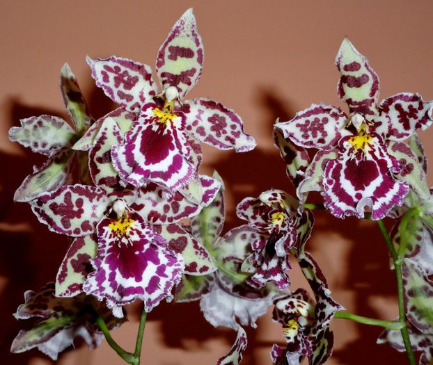  - Odontoglossum