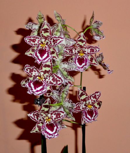  - Odontoglossum