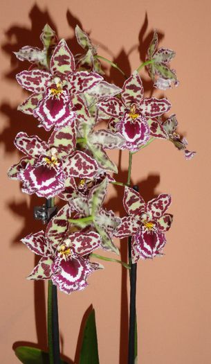  - Odontoglossum