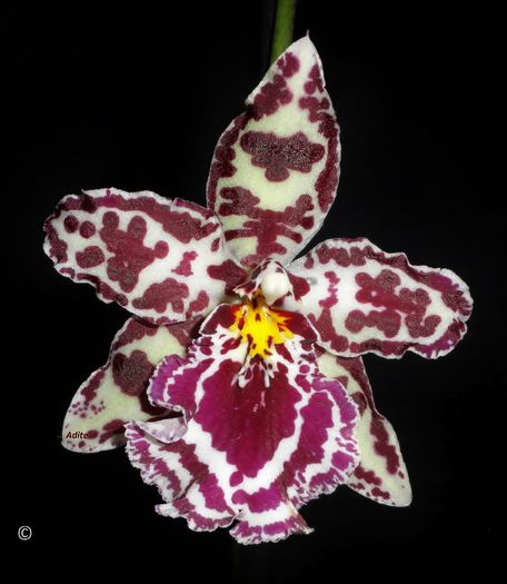 Margarete Holm - Odontoglossum