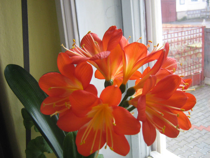 clivia