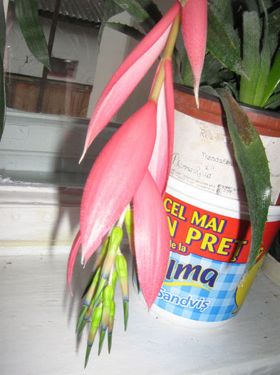 bilbergia