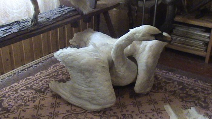 DSC03581 - BIROUL MEU 11 01 2014 TEL 0752702650