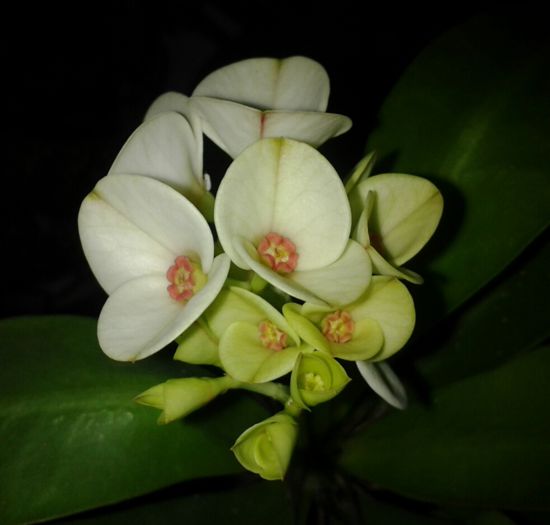 buchet flori euphorbia milii