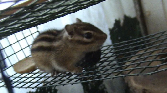 DSC03601 - CATEI SI PISIC 11 01 2014 TEL 0752702650