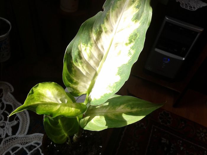 difenbachia mica - florile mele