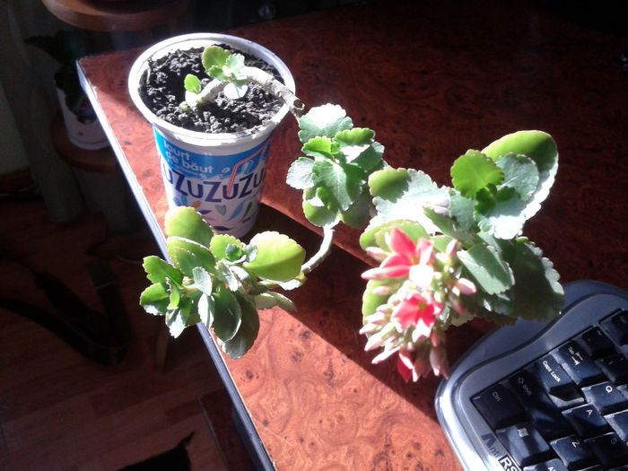 2014-01-12 12.41.40 - florile mele
