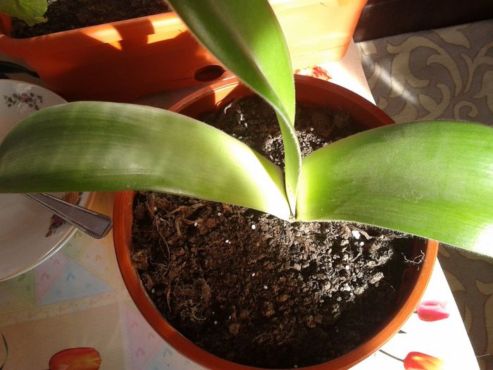 2014-01-12 12.40.36 - florile mele