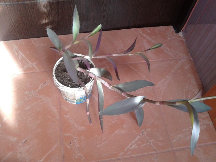 2014-01-12 12.38.29 - florile mele