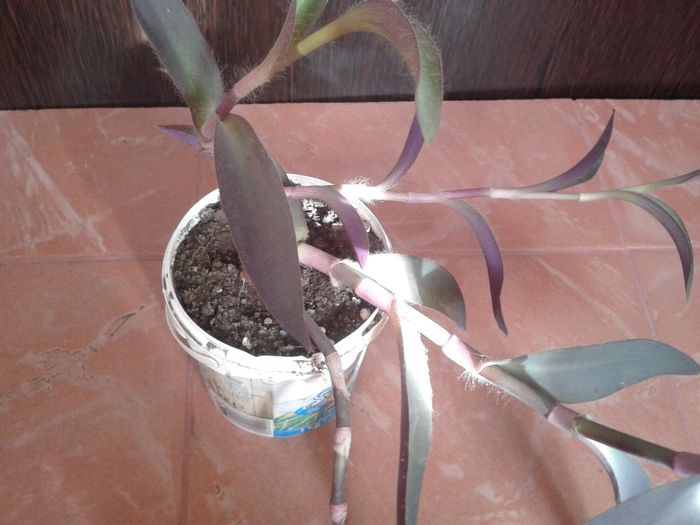 2014-01-12 12.38.20 - florile mele