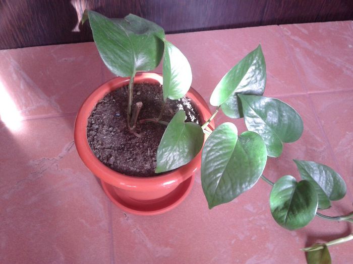 2014-01-12 12.37.54 - florile mele