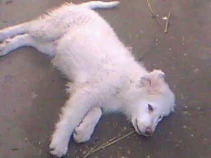 ATHOS 3,5 LUNI - CAINELE MEU ATHOS