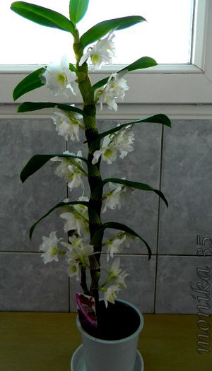 DENDROBIUM NOBILE-CADOU DE LA SOTU