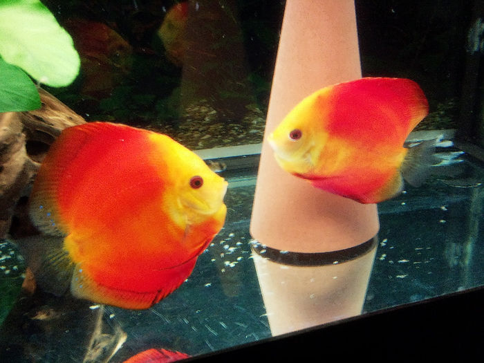 Photo1215 - Discusi mei