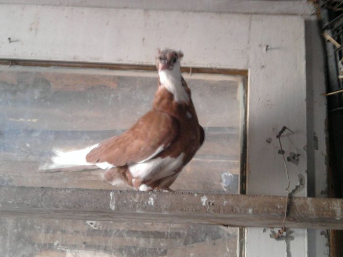 Fotografie0578 - jucatori