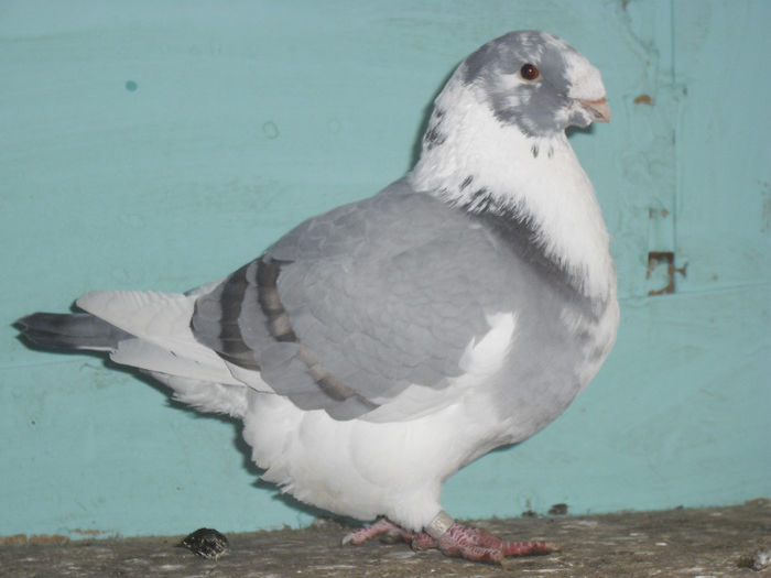 CIMG4587 - m---PORUMBEI VANDUTI