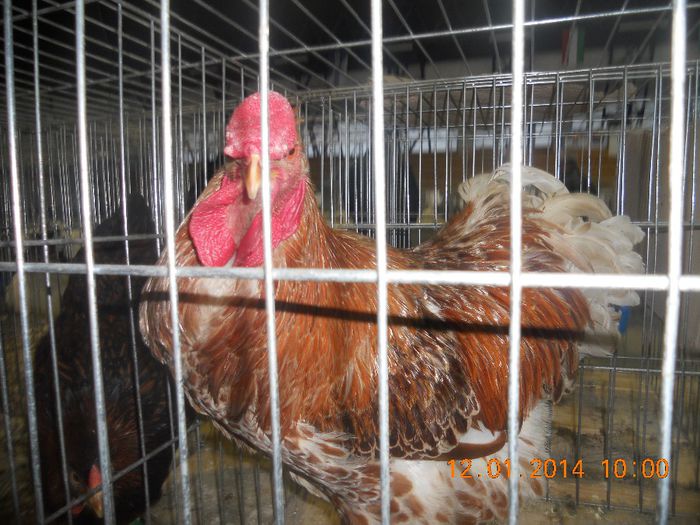 DSCN8899 - Expo COLUMBA Targu Secuiesc