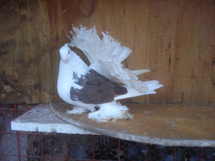 DSC01688; femela 2013
