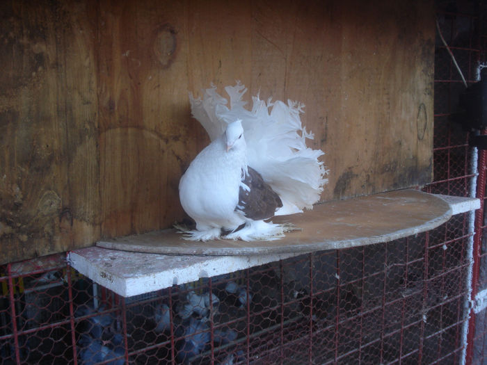 DSC01689; femela 2013
