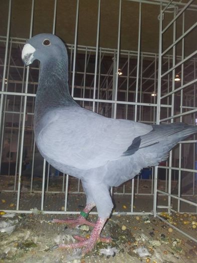 1452458_10201036323093368_1872215404_n