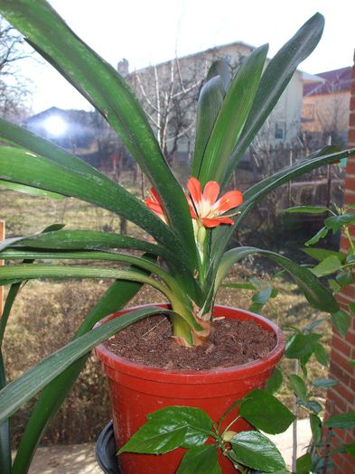 Red Orange GT-12 Ian 2014 - Clivia