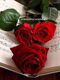 1609673_199257223604329_361680577_n