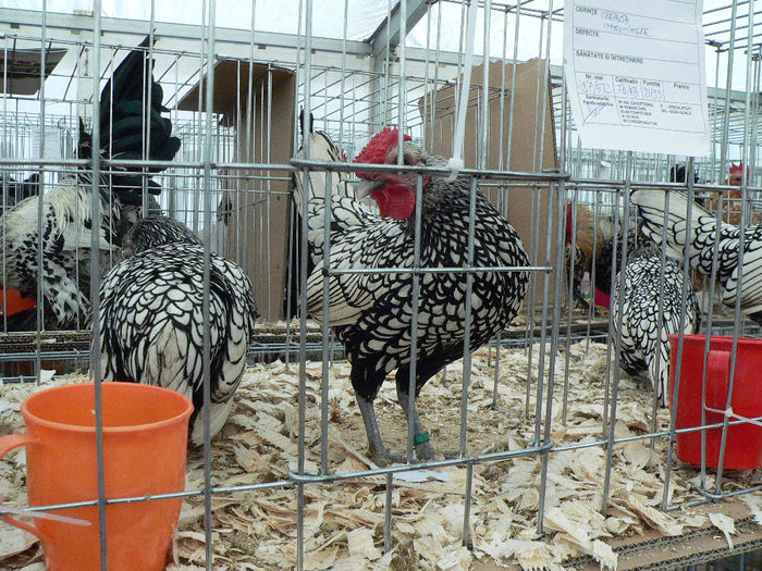 expo 2013 040
