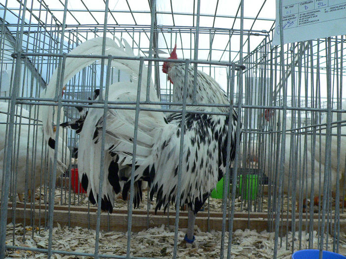 expo 2013 054